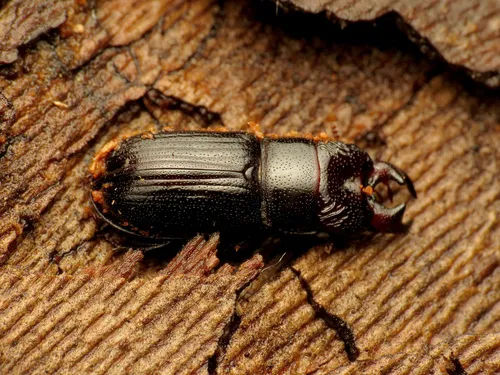 Ceruchus piceus - photo 3