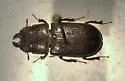 Ceruchus punctatus