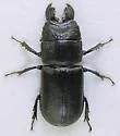 Ceruchus punctatus - photo 2