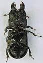 Ceruchus punctatus - photo 3