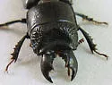 Ceruchus punctatus - photo 4