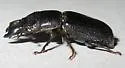 Ceruchus punctatus - photo 5
