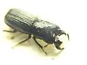 Ceruchus striatus