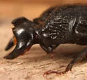 Ceruchus striatus - photo 2