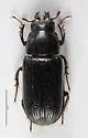 Ceruchus striatus - photo 3