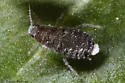 Wayfaring Tree‒Sedge Aphid