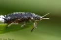 Wayfaring Tree‒Sedge Aphid - photo 2