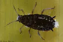 Wayfaring Tree‒Sedge Aphid - photo 3