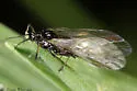 Wayfaring Tree‒Sedge Aphid - photo 4