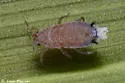 Wayfaring Tree‒Sedge Aphid - photo 5