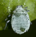 Snowball Aphid