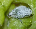 Snowball Aphid - photo 2