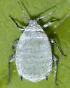 Snowball Aphid - photo 3