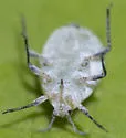 Snowball Aphid - photo 4
