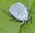 Snowball Aphid - photo 5