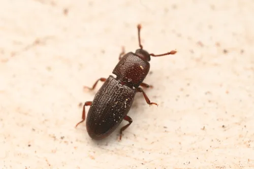 Cerylon californicum