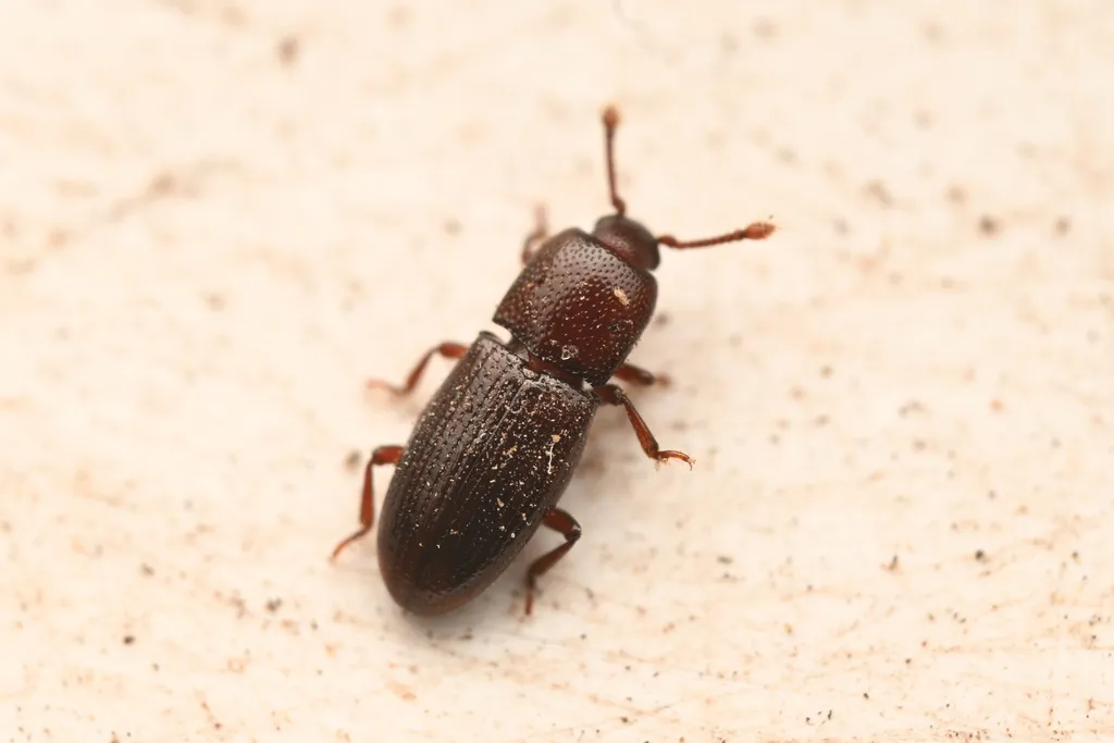 Cerylon californicum - photo 2