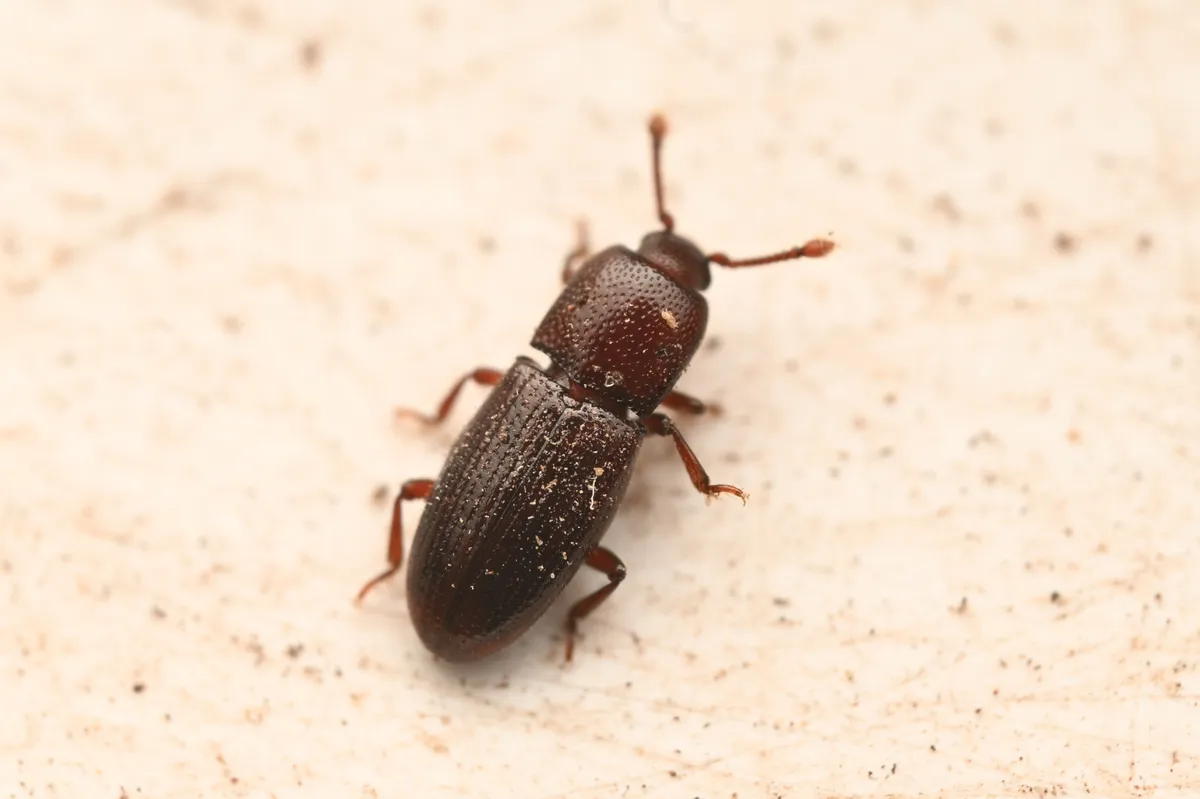 Cerylon californicum - photo 3