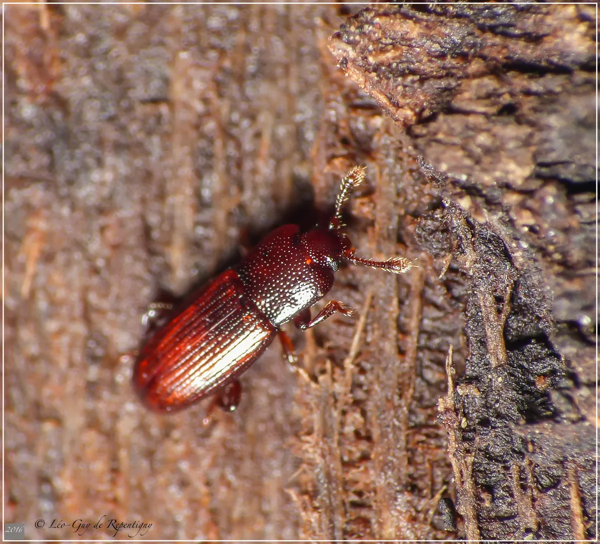 Cerylon castaneum - photo 2