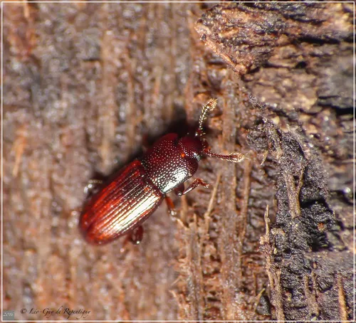 Cerylon castaneum - photo 3