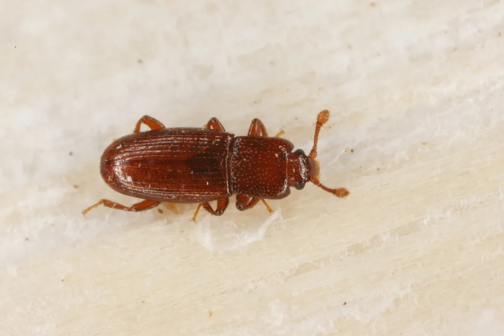 Cerylon deplanatum - photo 2