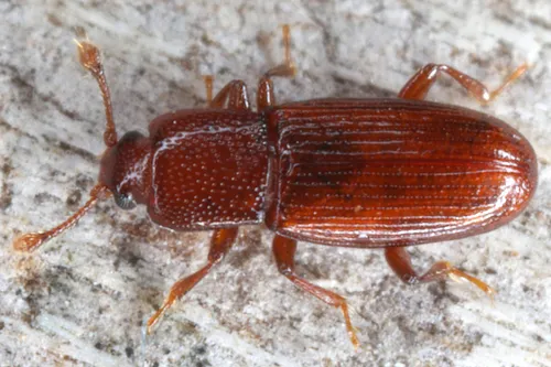Cerylon ferrugineum