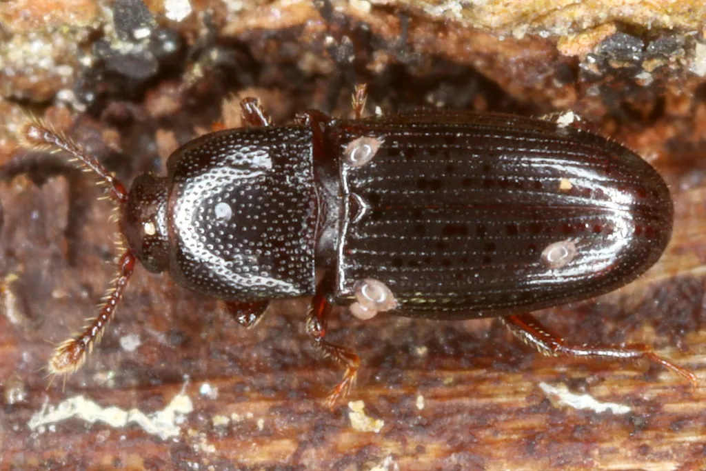 Cerylon histeroides - photo 2