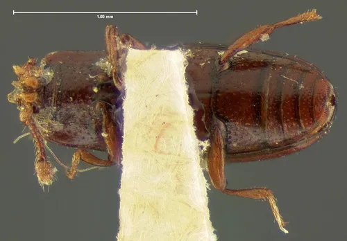 Cerylon unicolor