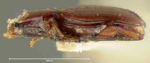 Cerylon unicolor - photo 2