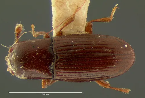 Cerylon unicolor - photo 3