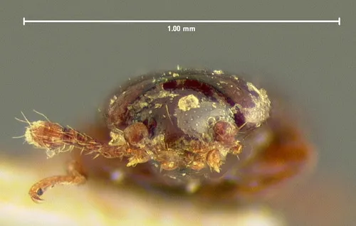 Cerylon unicolor - photo 4
