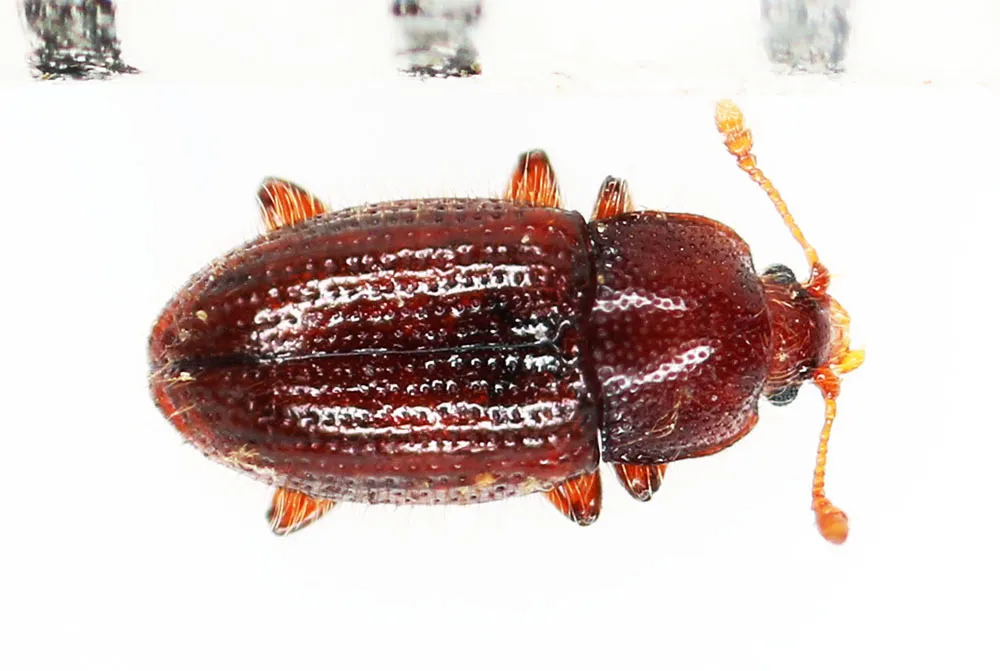 Minute Bark Beetles - photo 3
