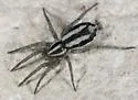 Cesonia classica