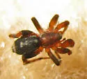 Cesonia josephus - Cesonia josephus