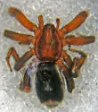 Cesonia josephus - photo 2