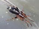 Cesonia josephus - photo 3