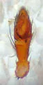 Cesonia josephus - photo 5
