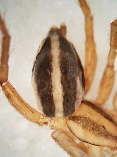 Cesonia sincera