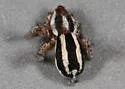Cesonia trivittata - photo 2