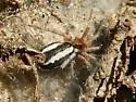 Cesonia trivittata - photo 4