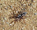 Cesonia trivittata - photo 5