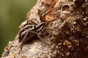 Cesonia ubicki