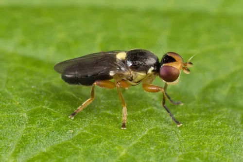 Cetema cereris