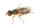 Cetema elongatum