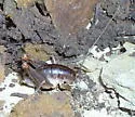 Ceuthophilus agassizii