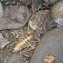 Ceuthophilus agassizii - photo 3