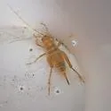 Ceuthophilus agassizii - photo 4