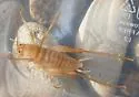 Ceuthophilus agassizii - photo 5