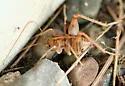 Ceuthophilus alpinus