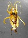 Ceuthophilus alpinus - photo 3